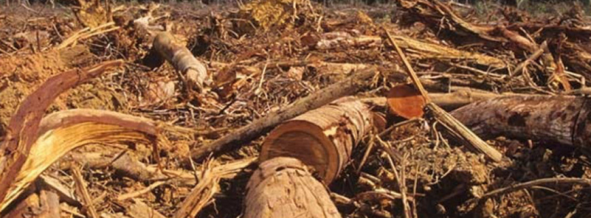 Co se děje v na&scaron;em domě / Laudato si&acute;